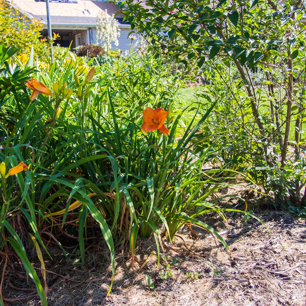 Hemerocallis Mauna Loa - Emerocallide