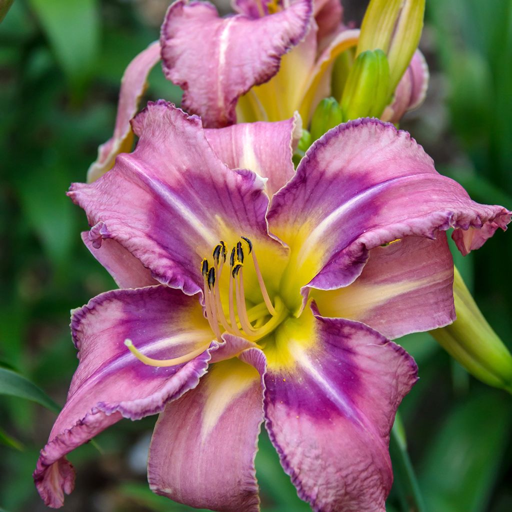 Hemerocallis Mildred Mitchell - Emerocallide