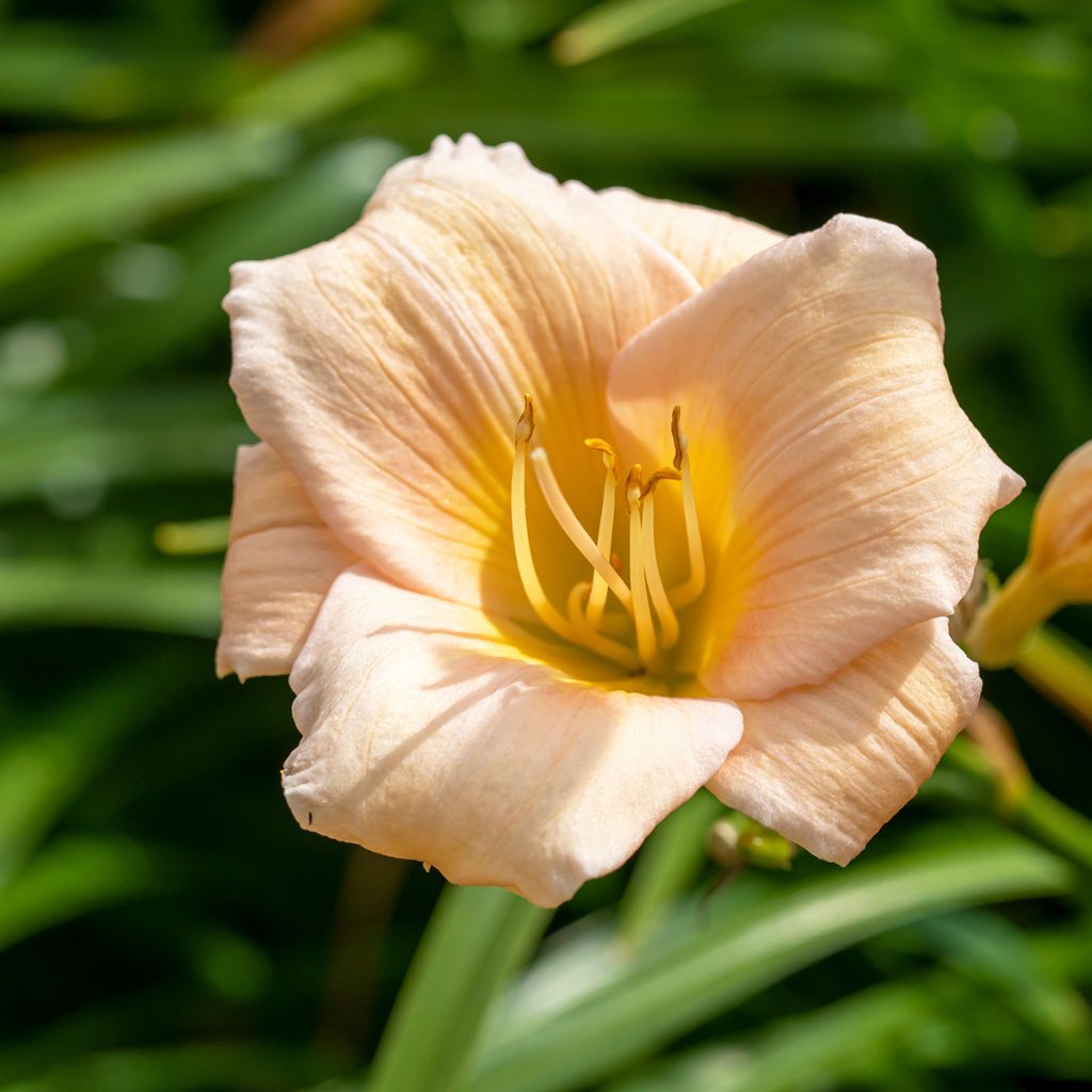 Hemerocallis Mini Pearl - Emerocallide