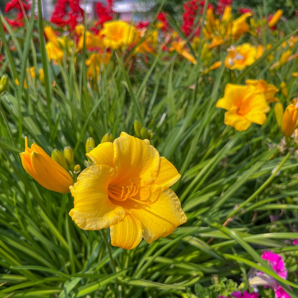 Hemerocallis Mini stella - Emerocallide