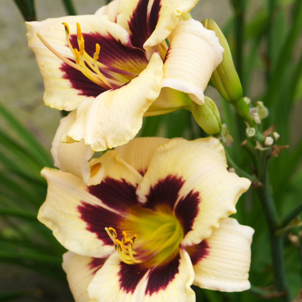 Hemerocallis Moonlight Masquerade - Emerocallide