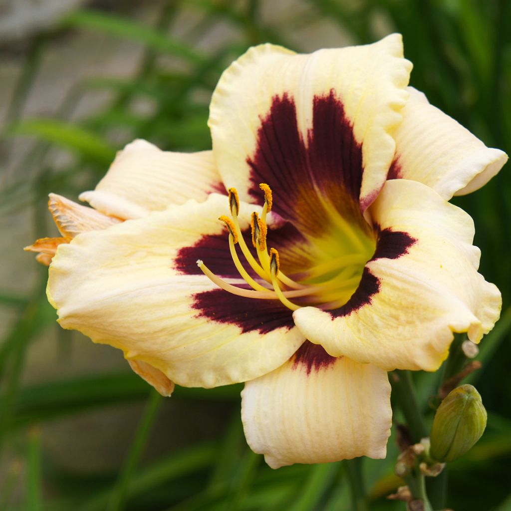 Hemerocallis Moonlight Masquerade - Emerocallide