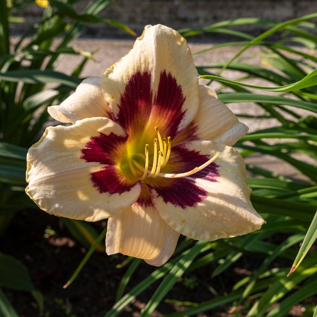 Hemerocallis Moonlight Masquerade - Emerocallide