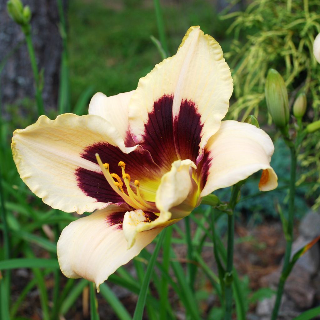 Hemerocallis Moonlight Masquerade - Emerocallide