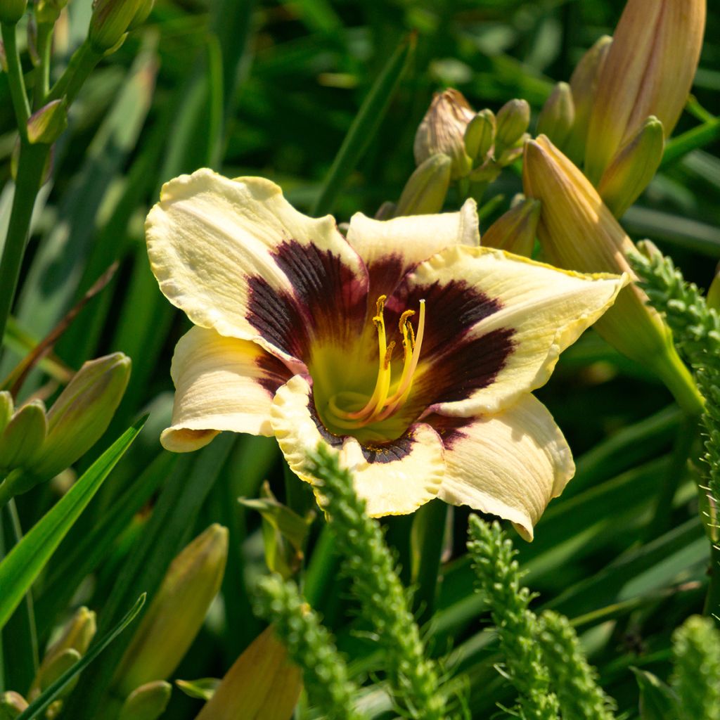 Hemerocallis Moonlight Masquerade - Emerocallide