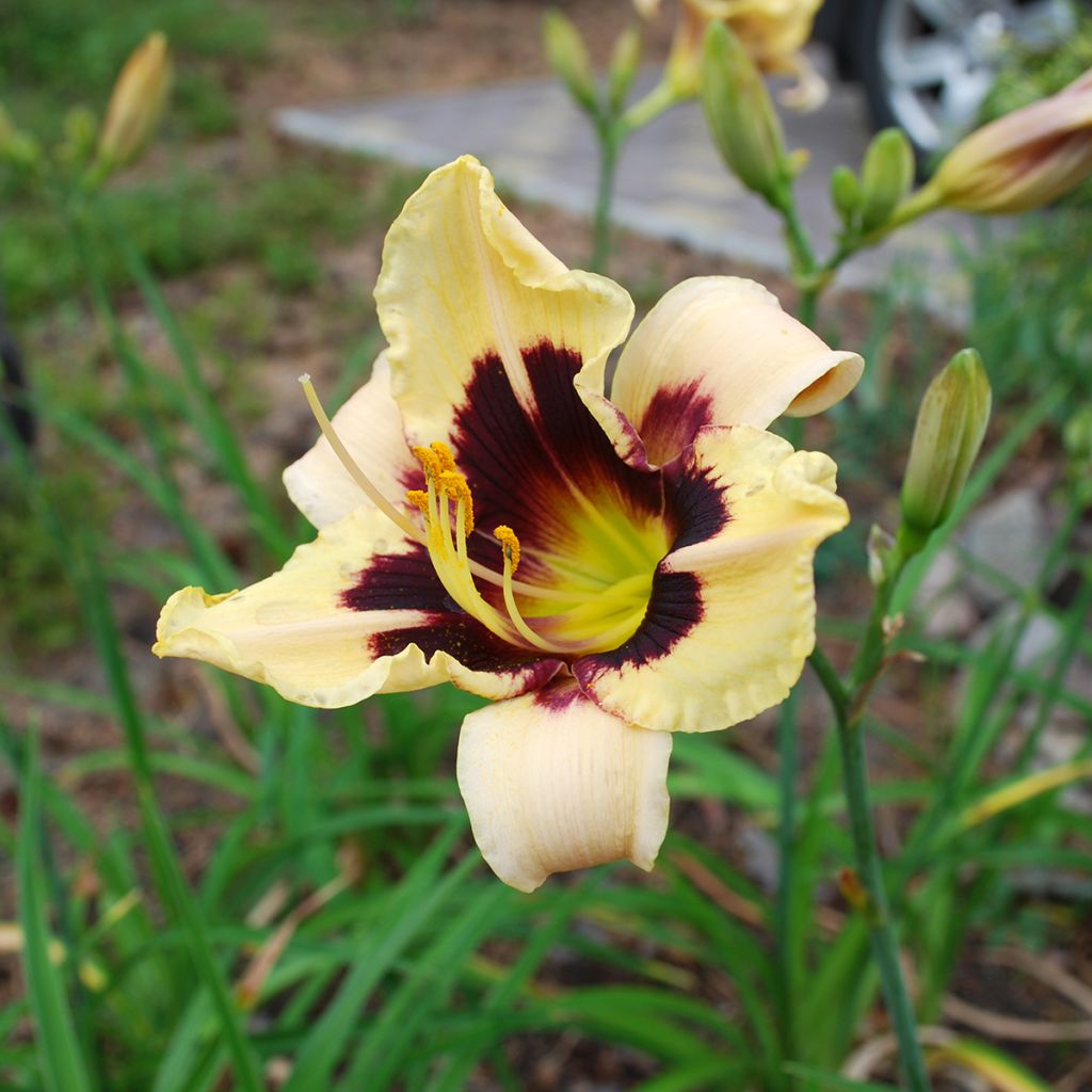 Hemerocallis Moonlight Masquerade - Emerocallide