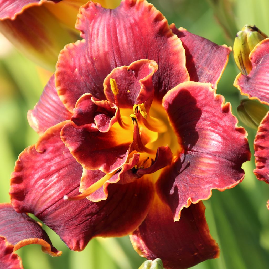 Hemerocallis Night Embers - Emerocallide