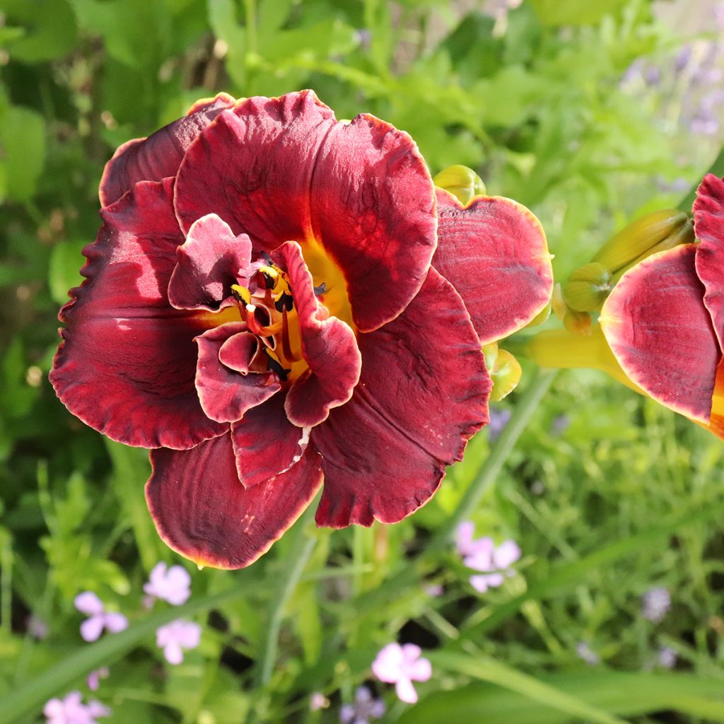 Hemerocallis Night Embers - Emerocallide