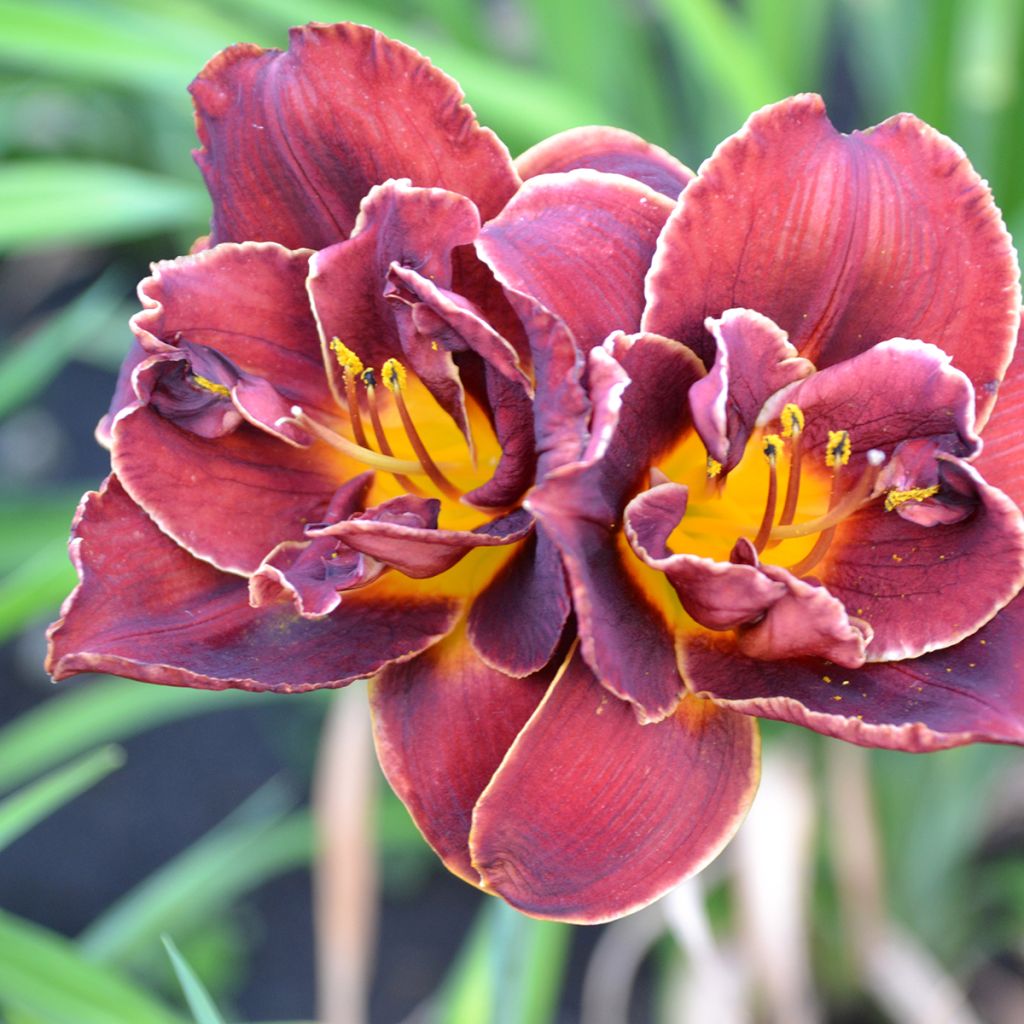 Hemerocallis Night Embers - Emerocallide