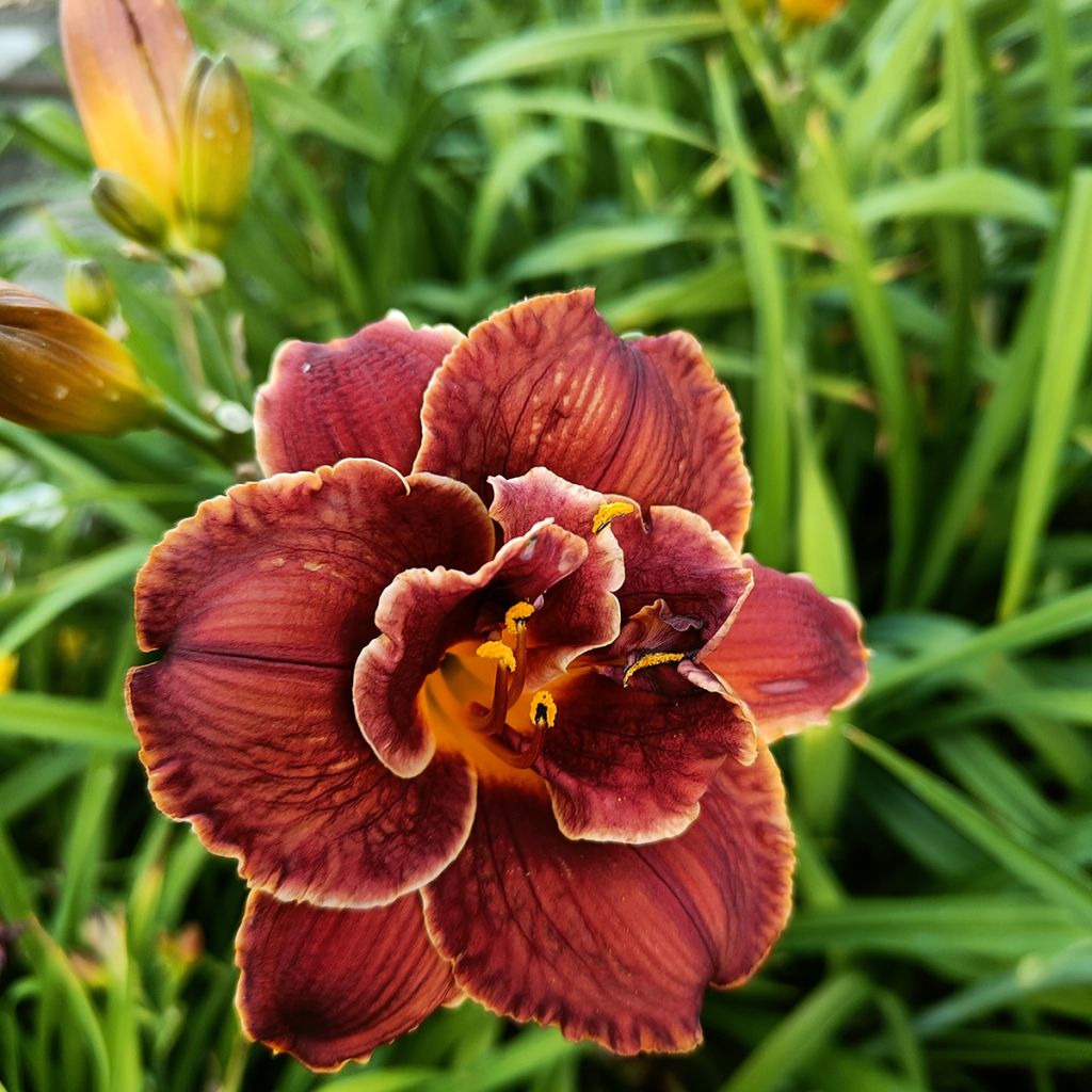 Hemerocallis Night Embers - Emerocallide