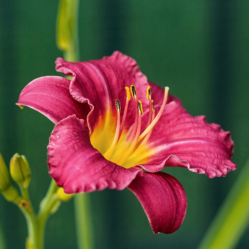 Hemerocallis Pardon Me - Emerocallide