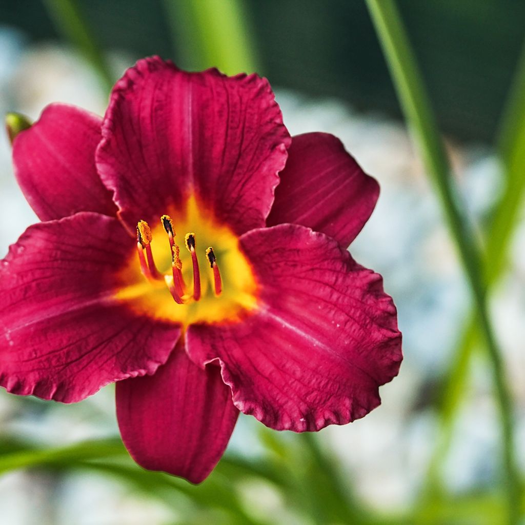 Hemerocallis Pardon Me - Emerocallide