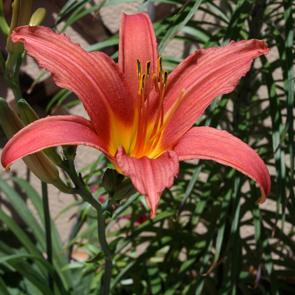 Hemerocallis Pink Damask - Emerocallide