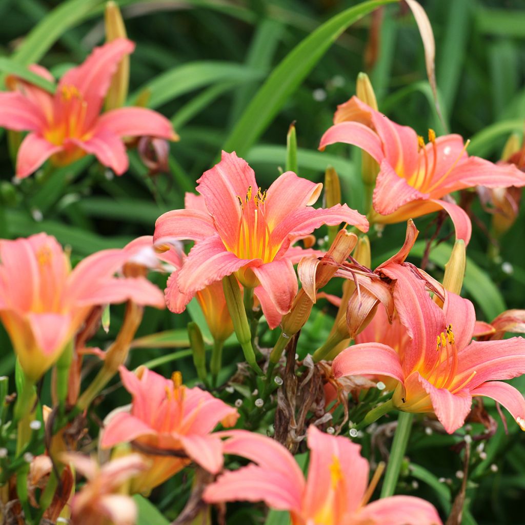 Hemerocallis Pink Damask - Emerocallide