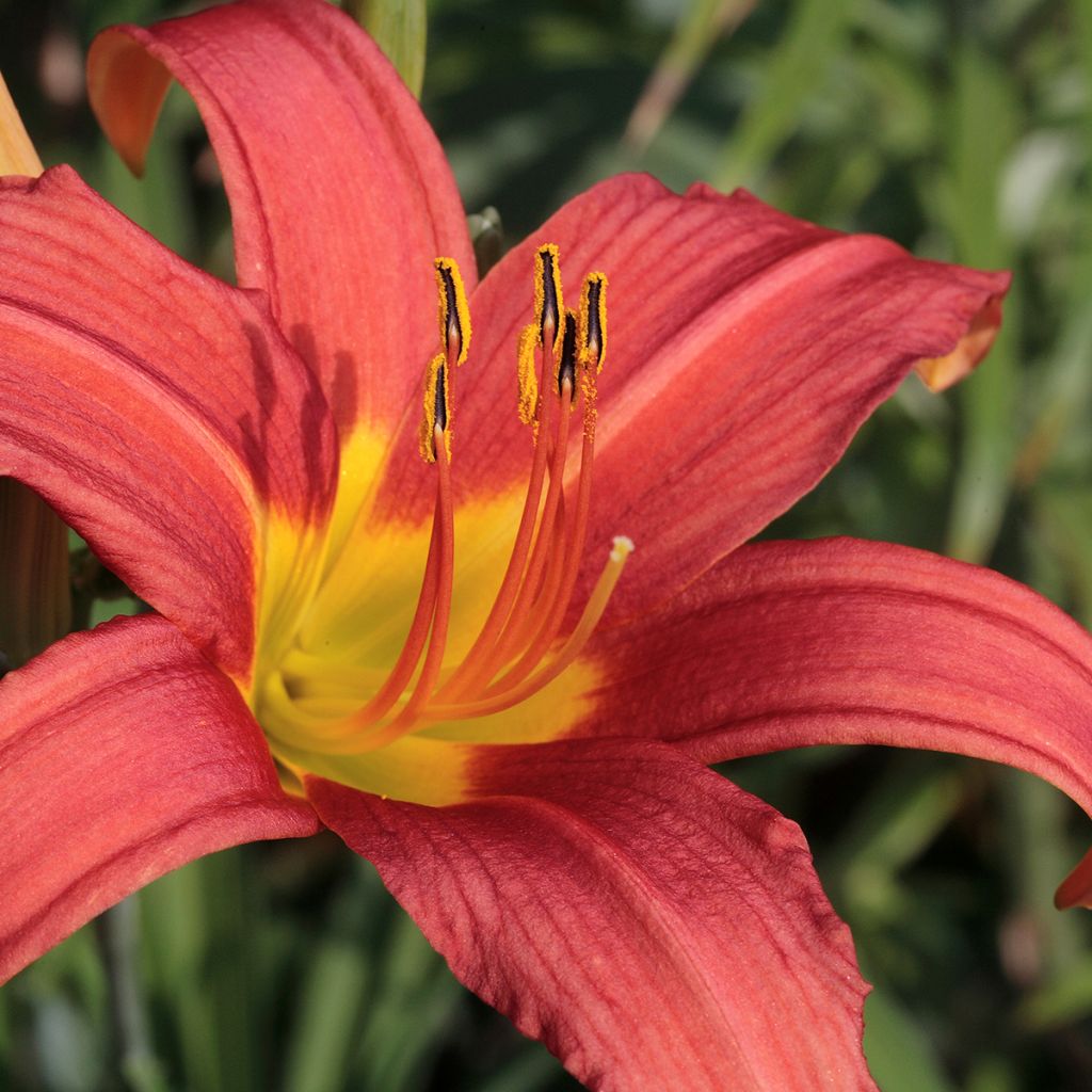 Hemerocallis Pink Damask - Emerocallide