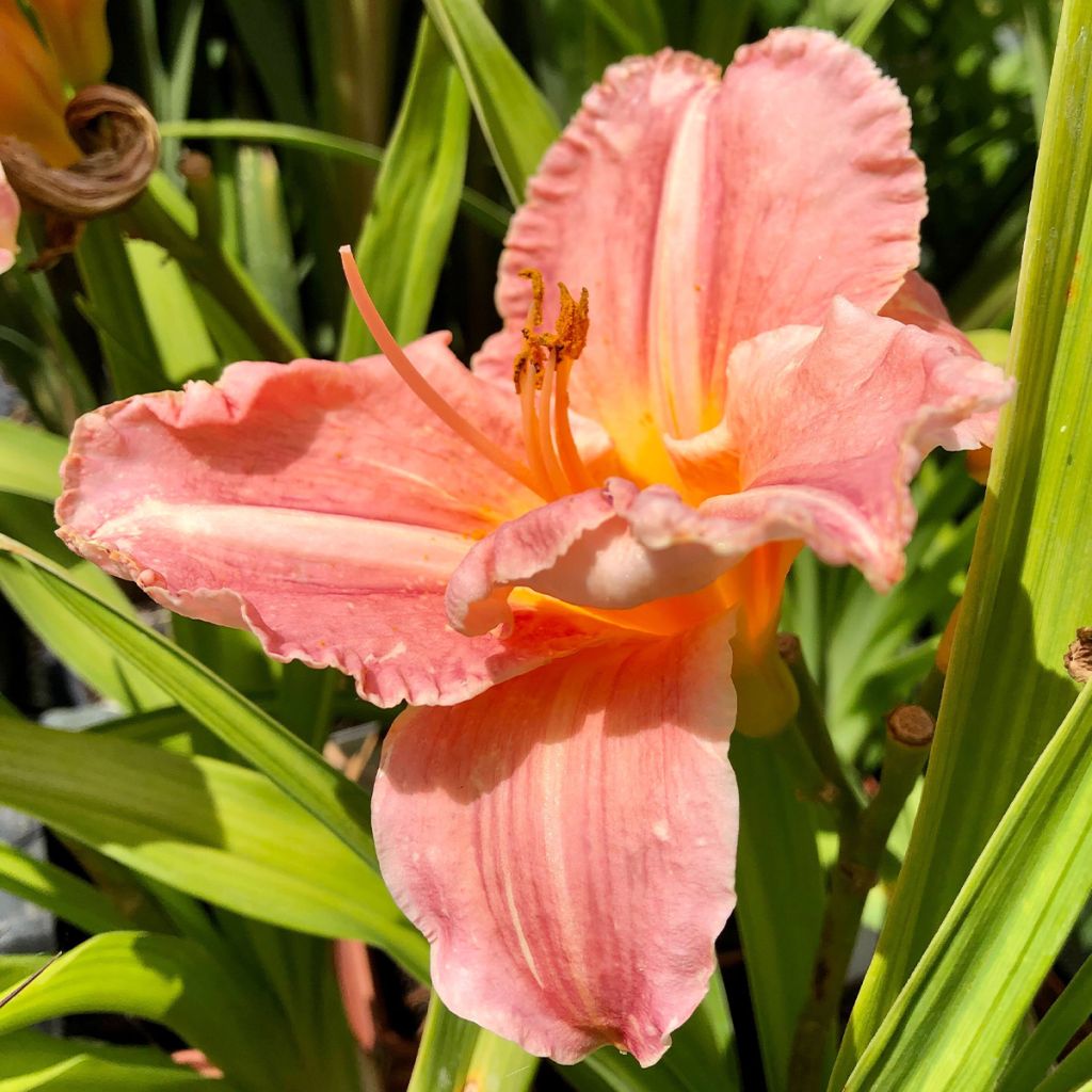 Hemerocallis Poogie - Emerocallide