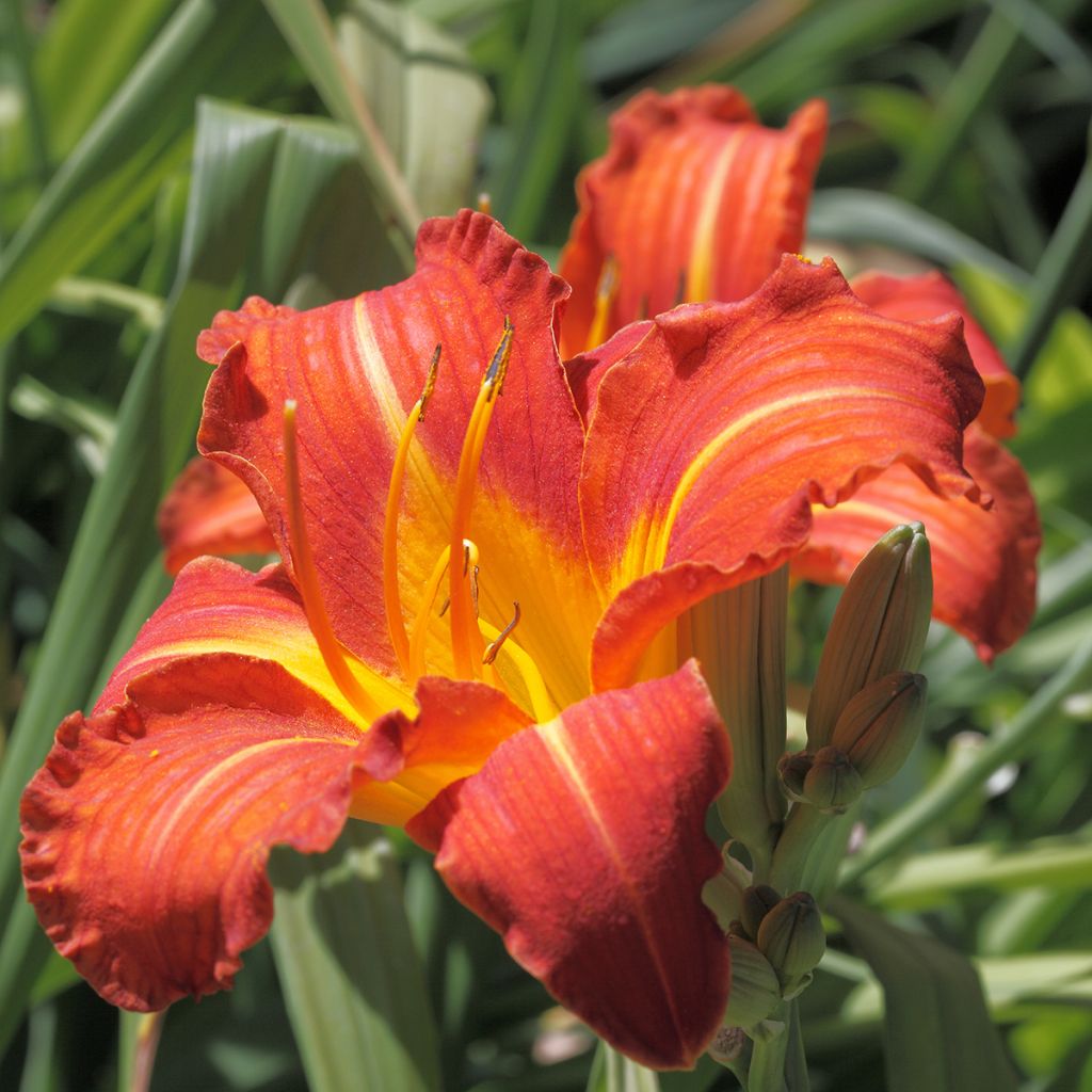 Hemerocallis Red Rum - Emerocallide