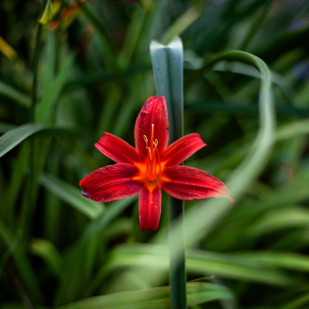 Hemerocallis Sammy Russell - Emerocallide