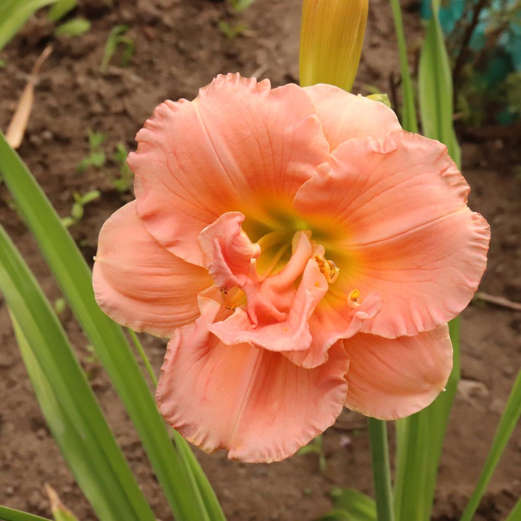 Hemerocallis Siloam Double Classic - Emerocallide