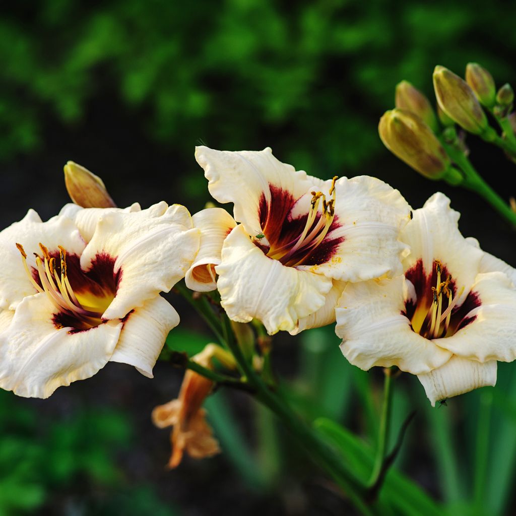 Hemerocallis Snowy Eyes - Emerocallide