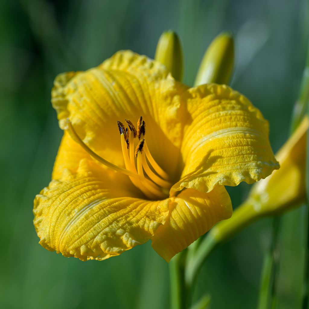 Hemerocallis Stella de Oro - Emerocallide