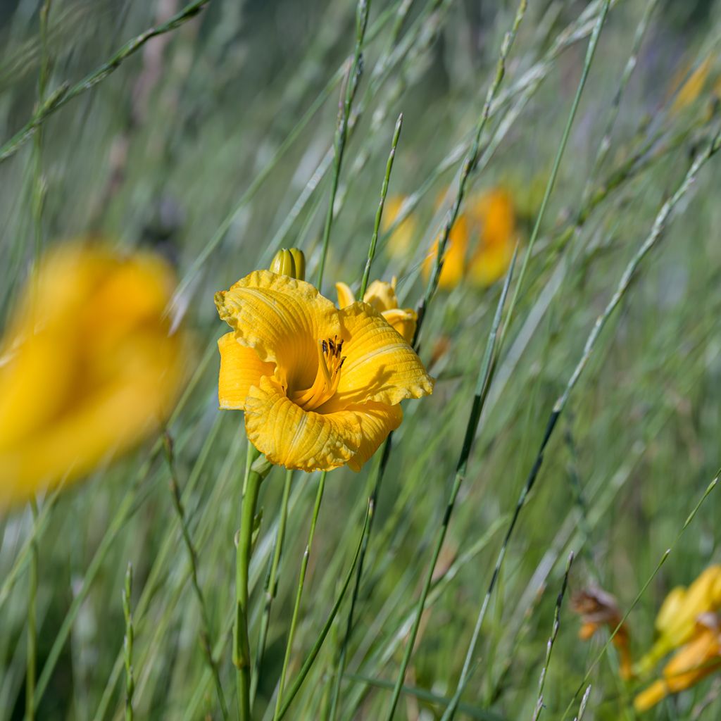 Hemerocallis Stella de Oro - Emerocallide