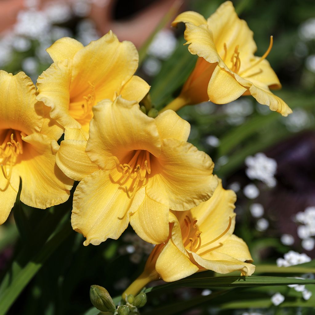 Hemerocallis Stella de Oro - Emerocallide