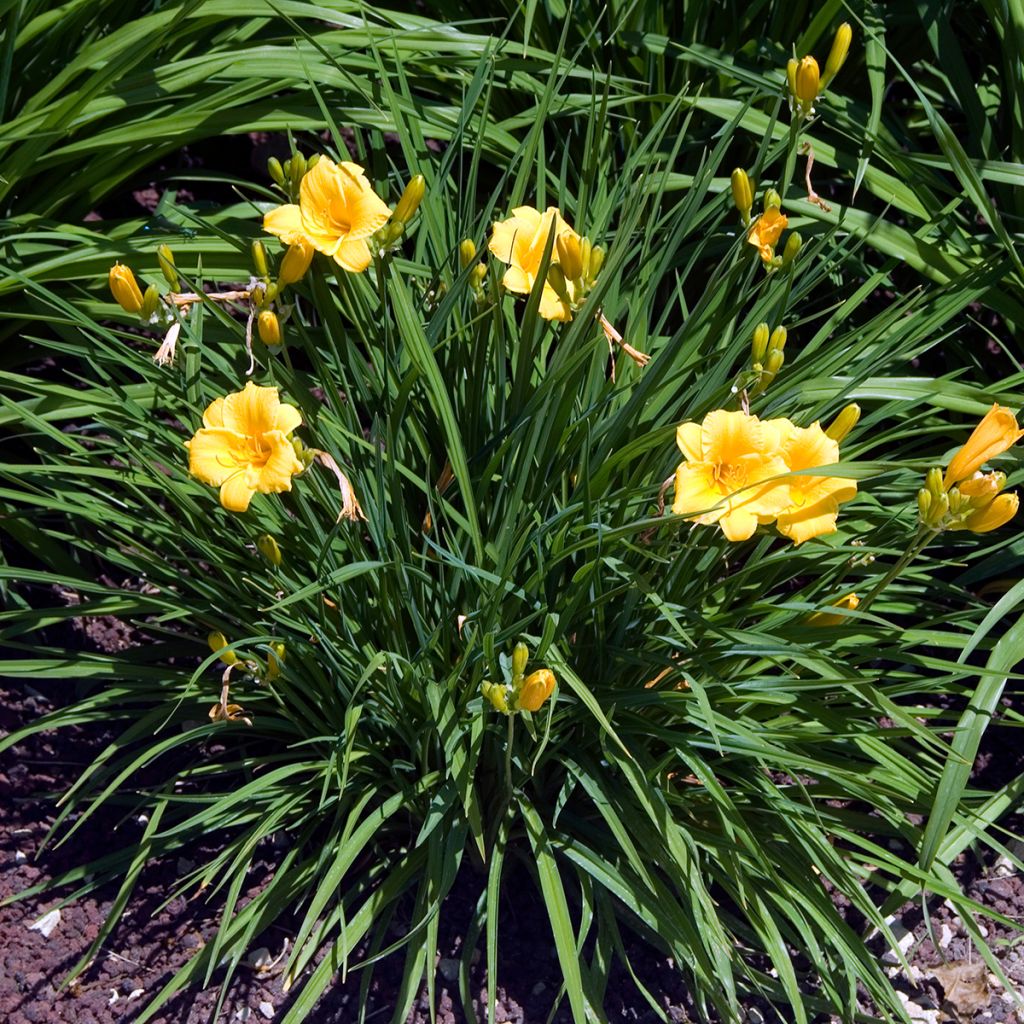 Hemerocallis Stella de Oro - Emerocallide