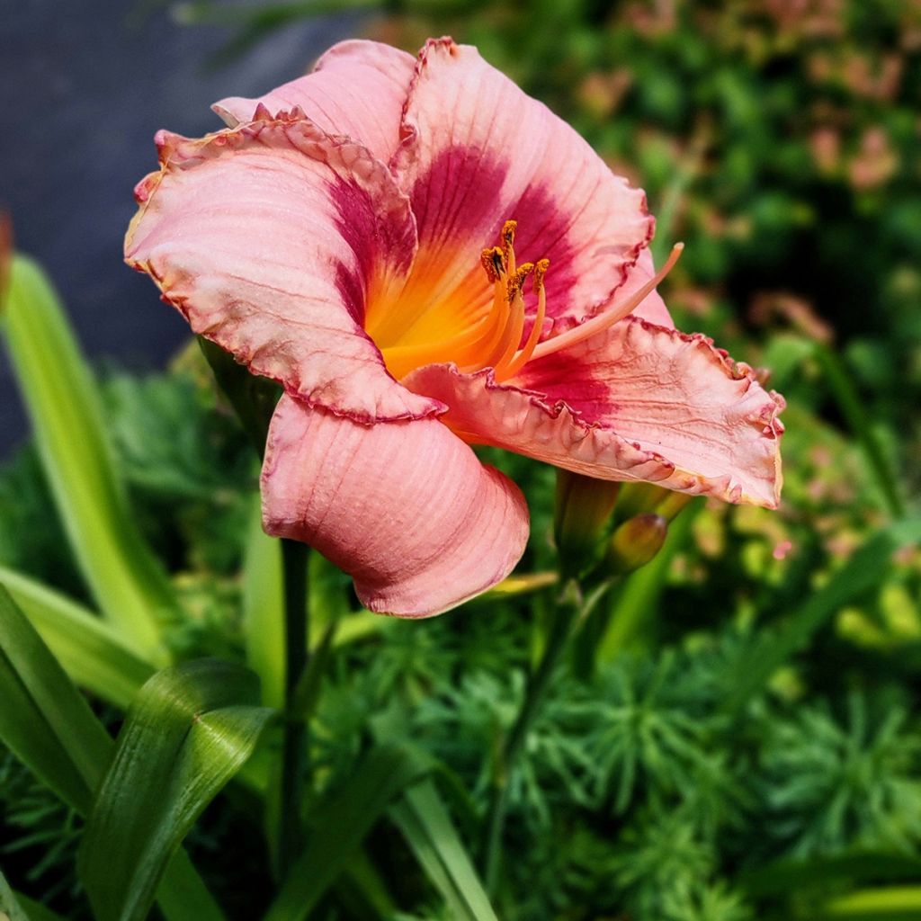 Hemerocallis Strawberry Candy - Emerocallide