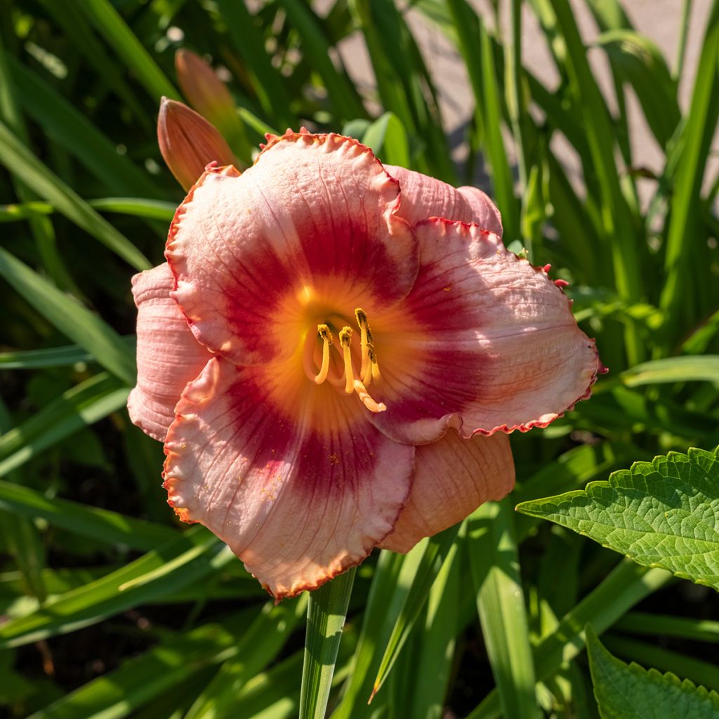 Hemerocallis Strawberry Candy - Emerocallide