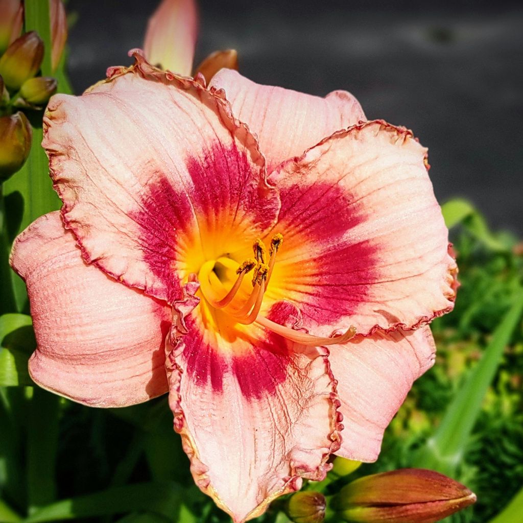 Hemerocallis Strawberry Candy - Emerocallide