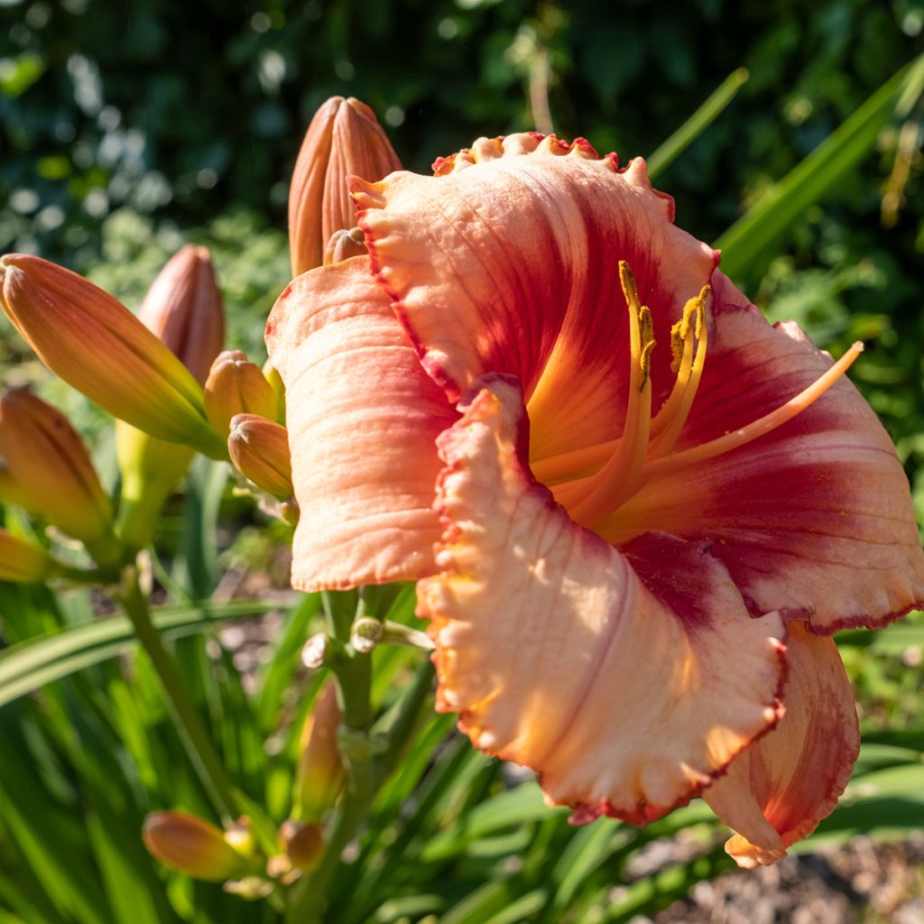 Hemerocallis Strawberry Candy - Emerocallide