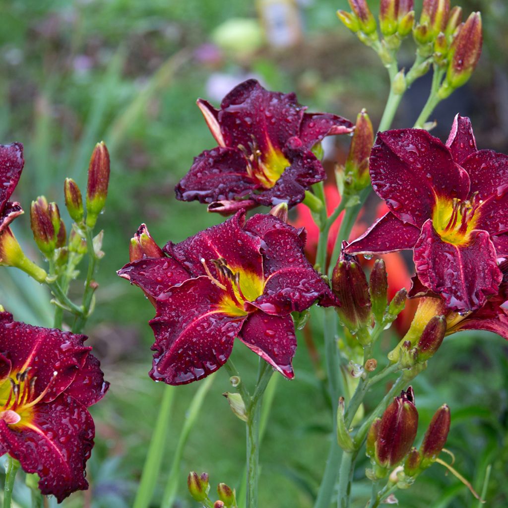 Hemerocallis Strutter's Ball - Emerocallide