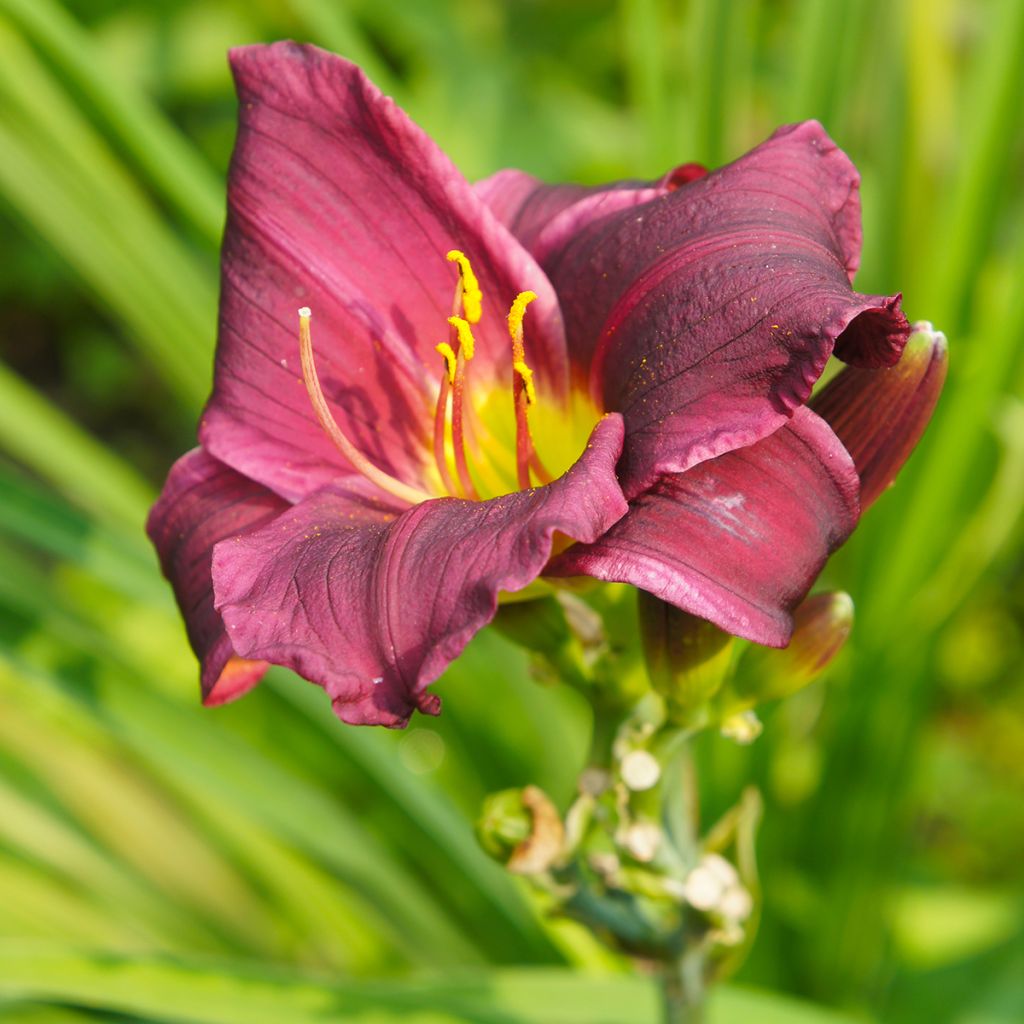 Hemerocallis Summer Wine - Emerocallide