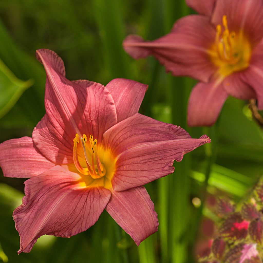 Hemerocallis Summer Wine - Emerocallide