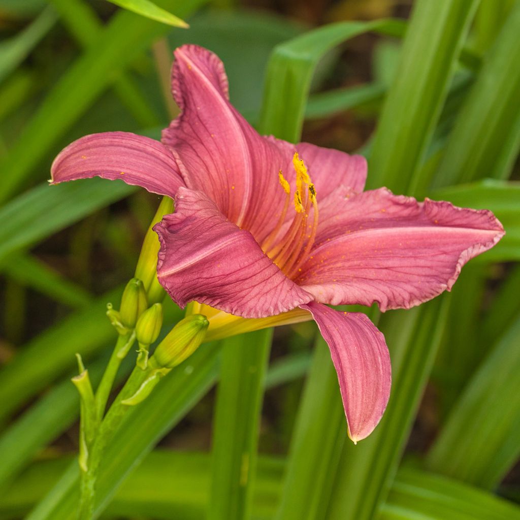 Hemerocallis Summer Wine - Emerocallide