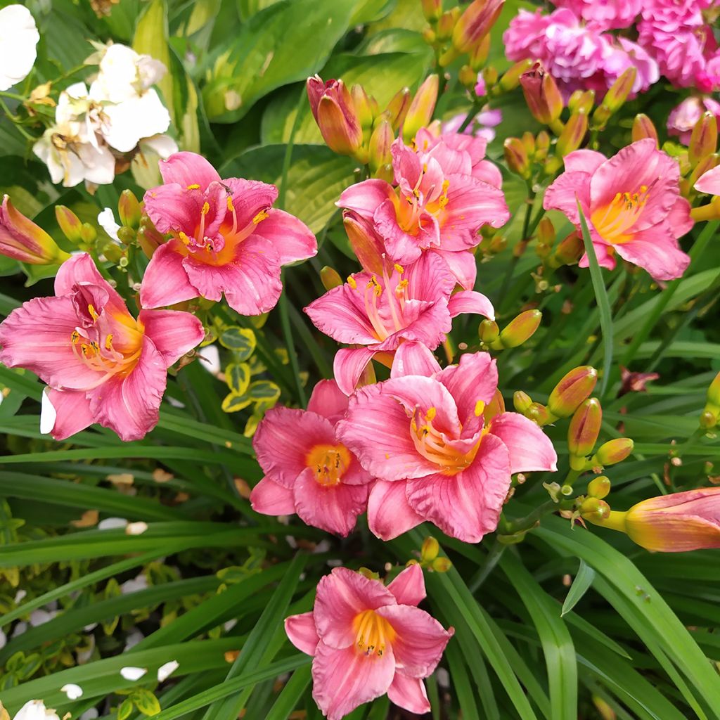 Hemerocallis Summer Wine - Emerocallide