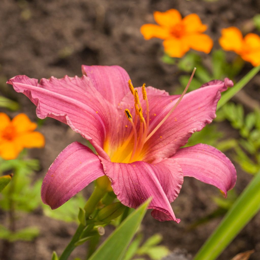 Hemerocallis Summer Wine - Emerocallide