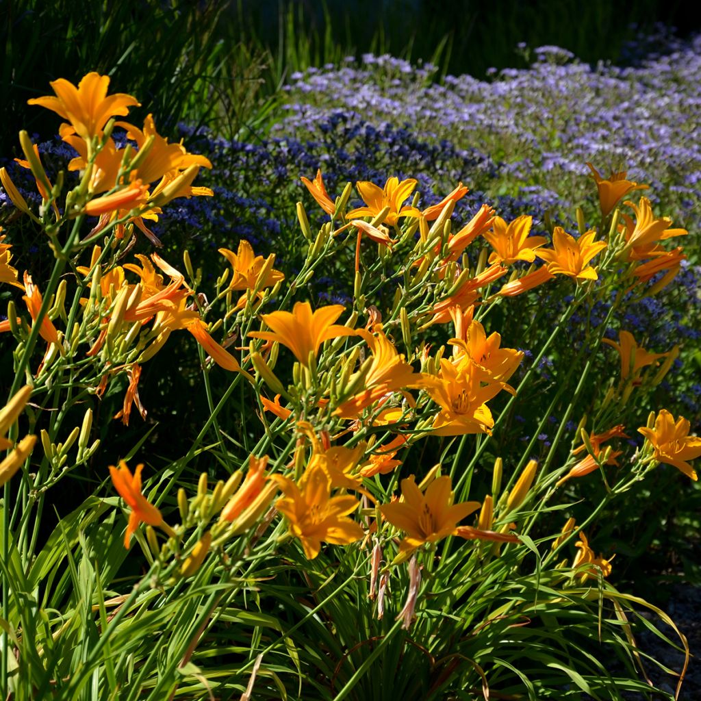 Hemerocallis Thumbelina - Emerocallide