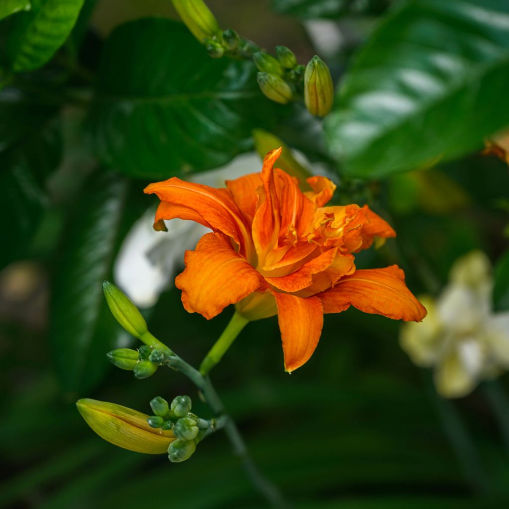 Hemerocallis fulva Flore Pleno - Giglio di San Giuseppe a fiore doppio