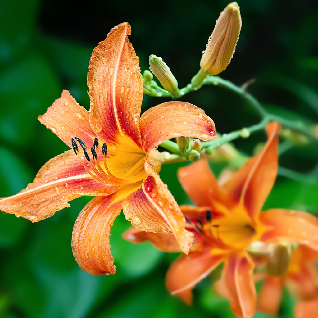 Hemerocallis fulva - Giglio di San Giuseppe