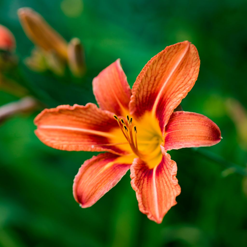 Hemerocallis fulva - Giglio di San Giuseppe