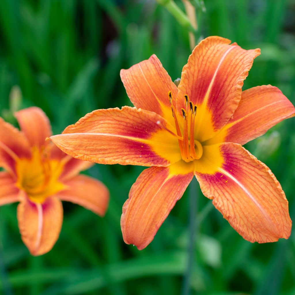 Hemerocallis fulva - Giglio di San Giuseppe