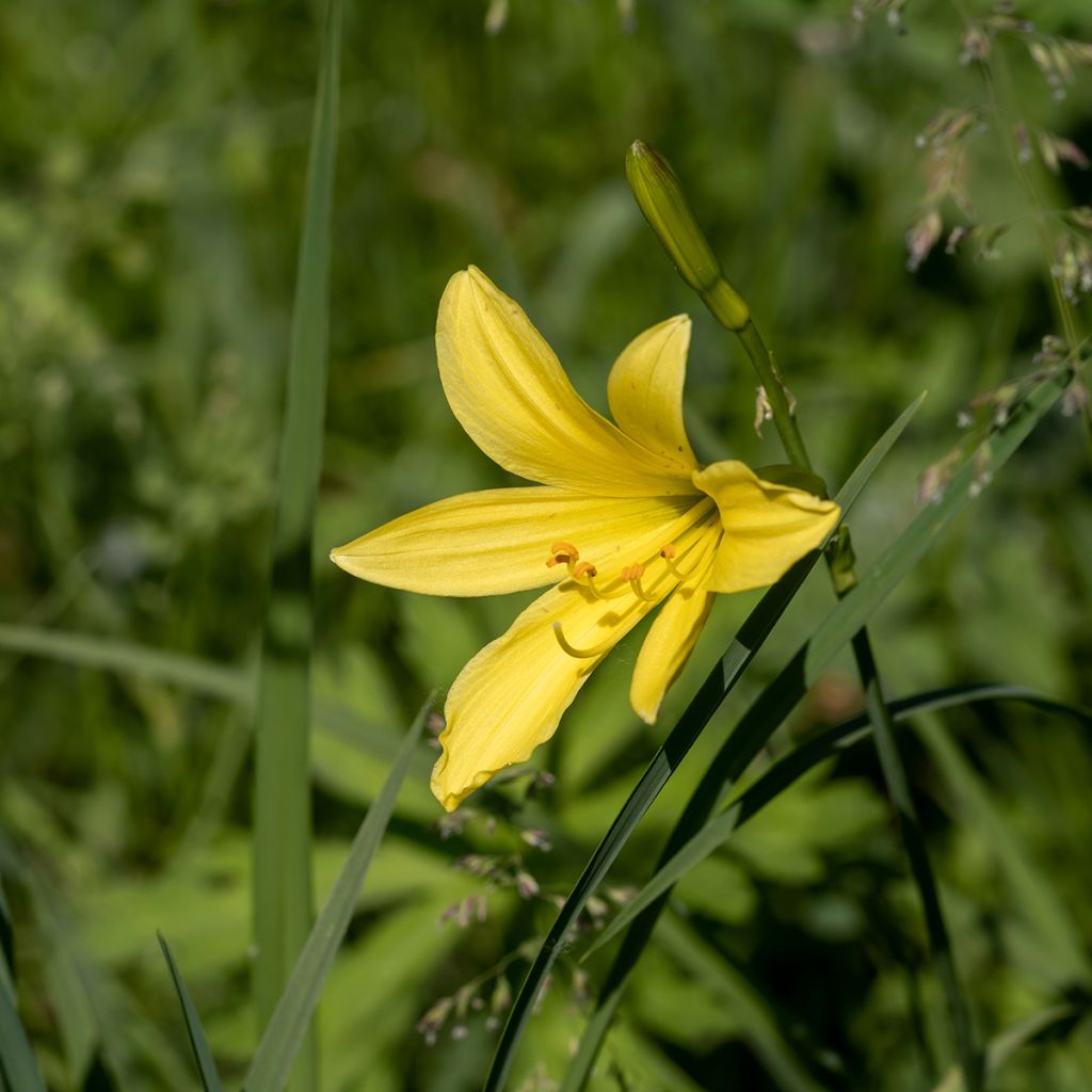 Hemerocallis lilioasphodelus - Giglio dorato