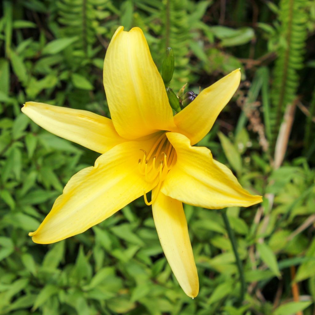 Hemerocallis lilioasphodelus - Giglio dorato