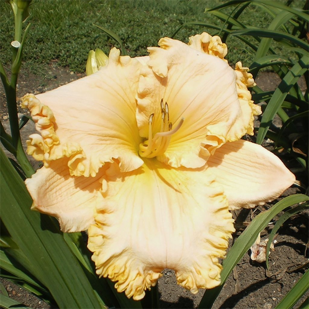 Hemerocallis Enchanted Forest - Emerocallide