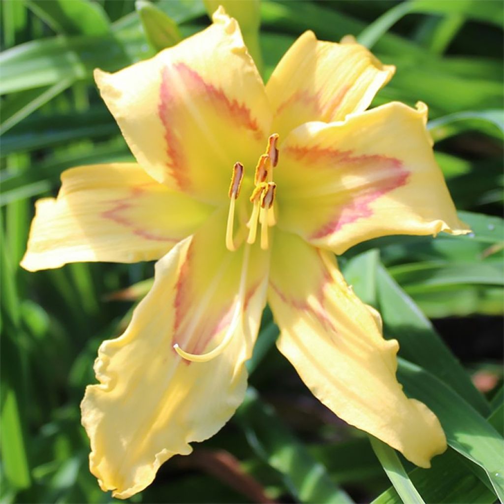 Hemerocallis Graces of Ganymede - Emerocallide