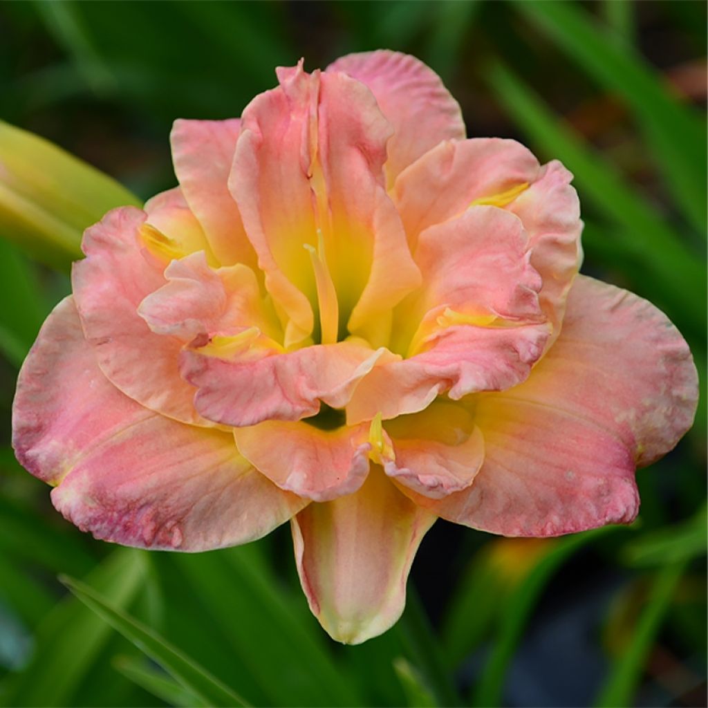 Hemerocallis Lacy Doily - Emerocallide