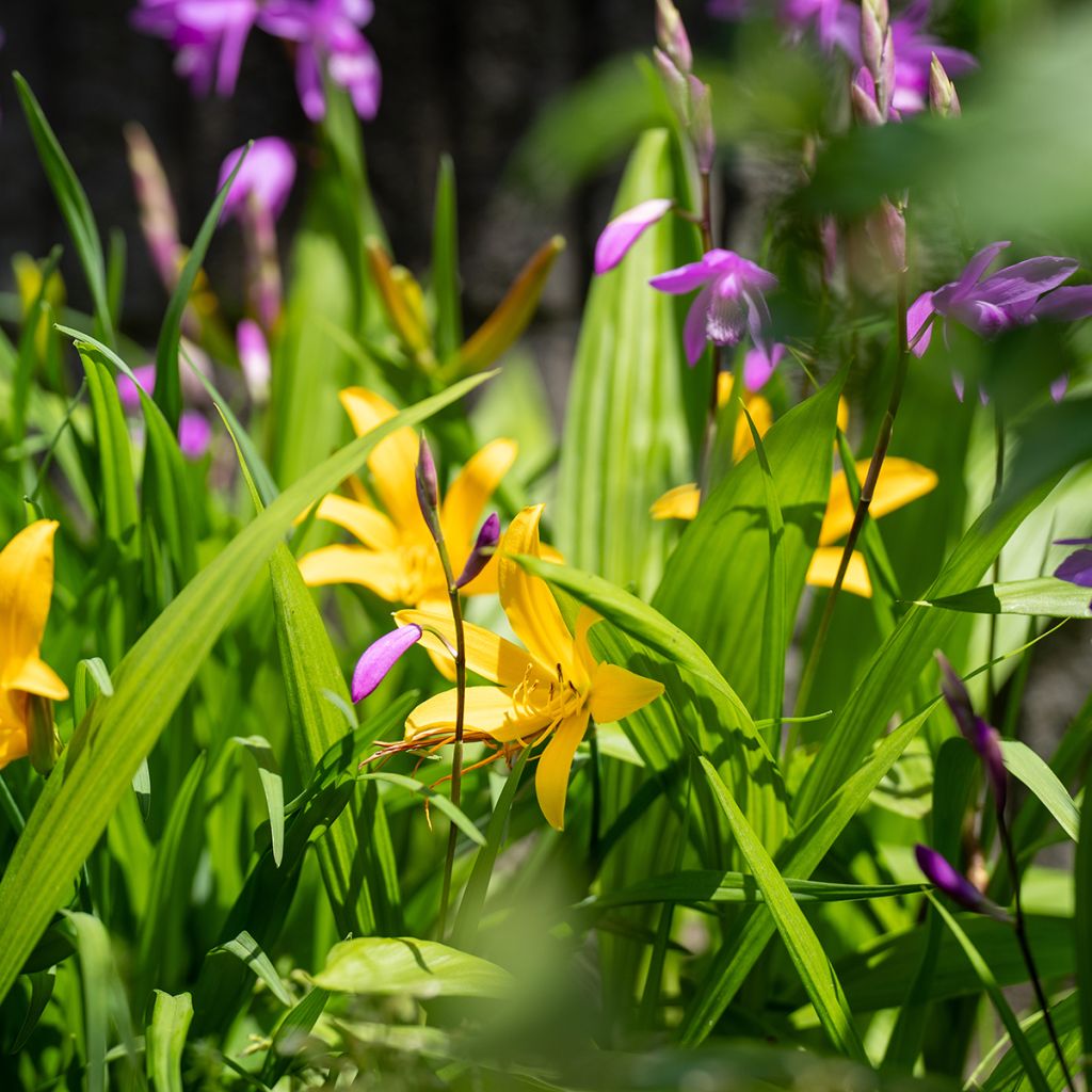 Hemerocallis middendorffii - Emerocallide