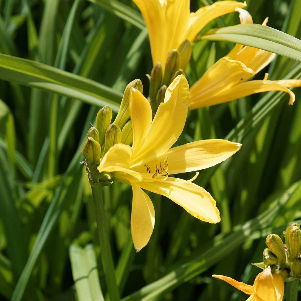 Hemerocallis middendorffii - Emerocallide